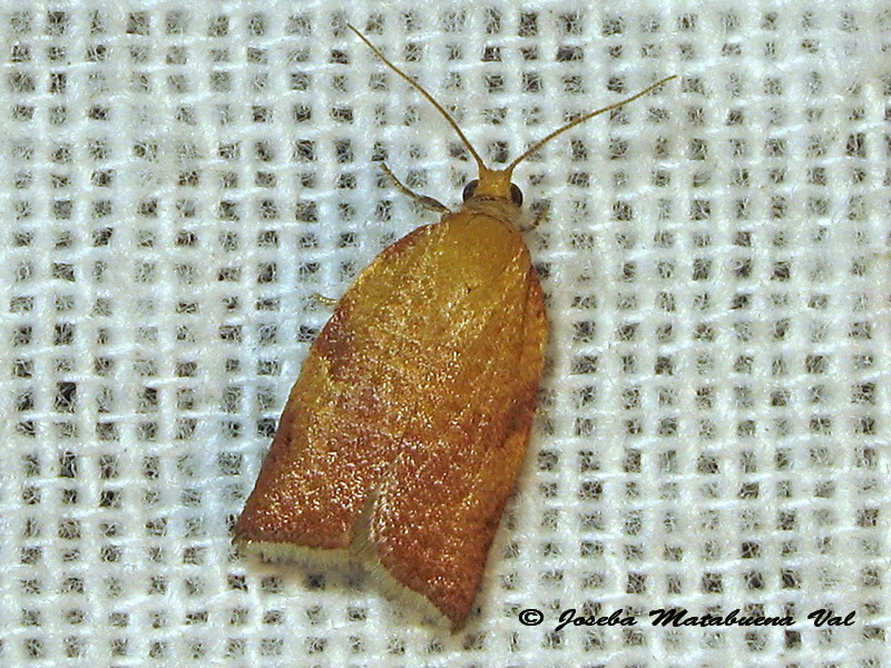 Clepsis consimilana? No, Clepsis siciliana, Tortricidae